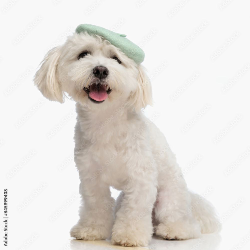 lovely small bichon with french cap sticking out tongue and panting