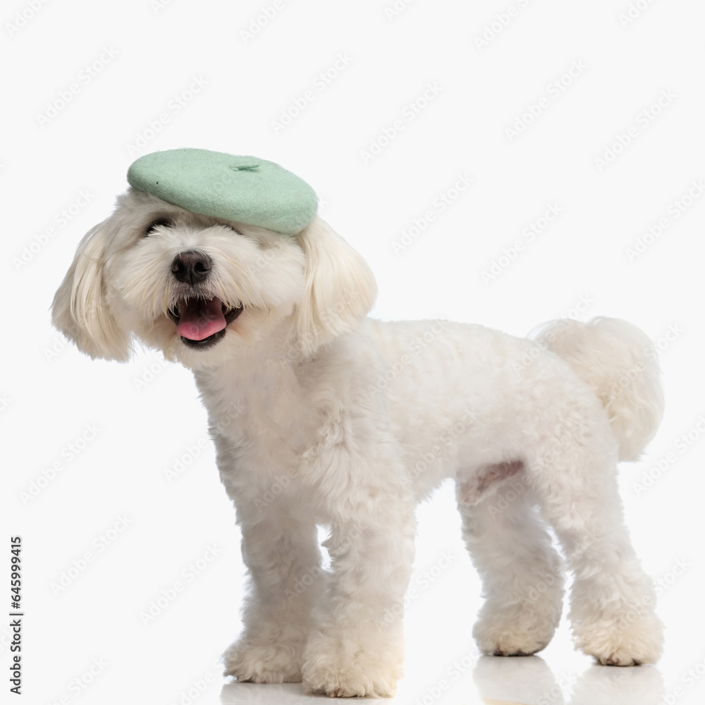 cute adorable bichon puppy with french beret sticking out tongue and panting