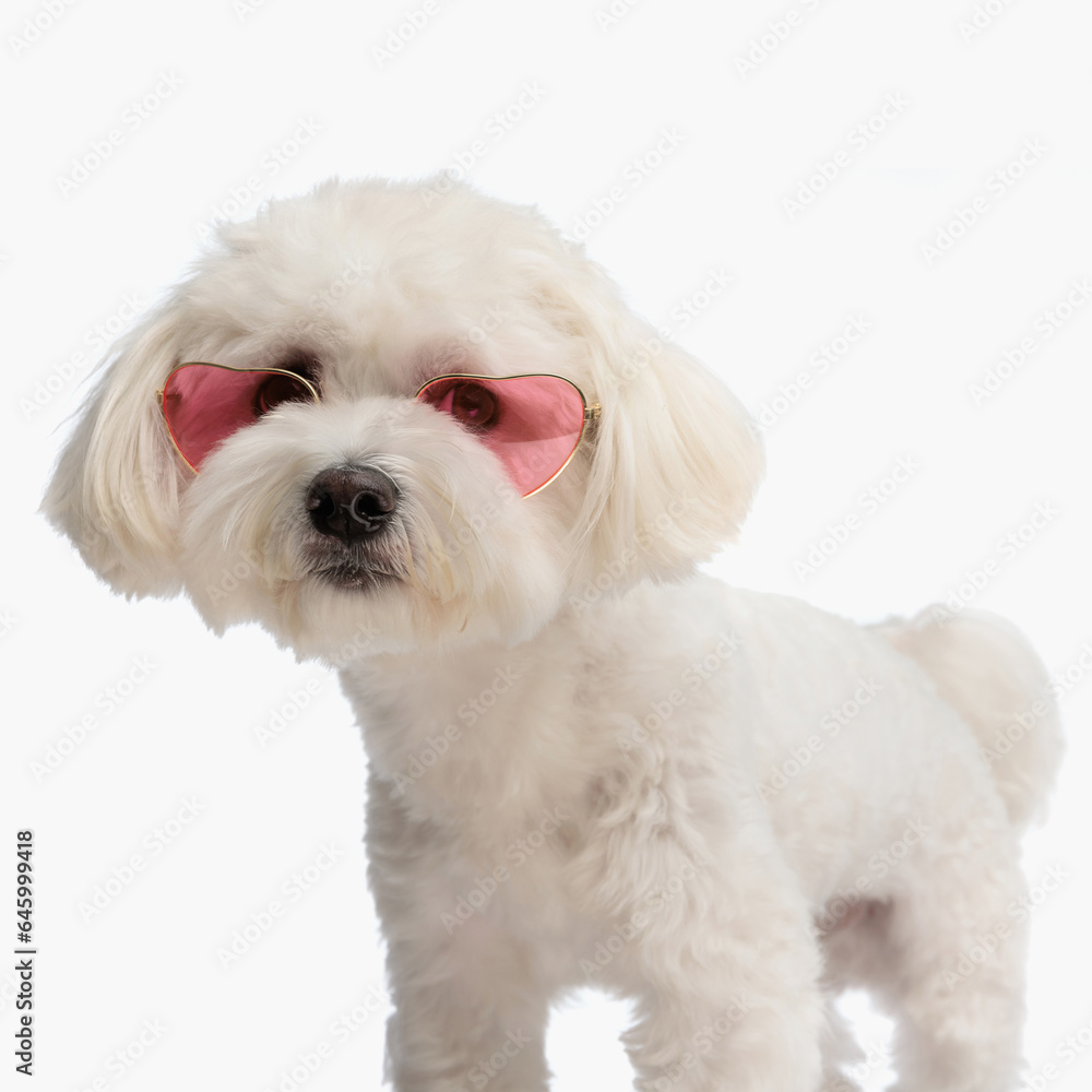 beautiful bichon puppy with heart glasses looking away and standing beautiful bichon puppy with heart glasses looking away and standing