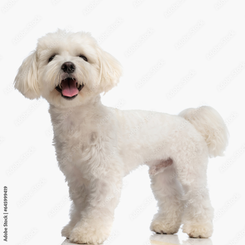 side view of beautiful bichon doggy sticking out tongue and panting side view of beautiful bichon doggy sticking out tongue and panting
