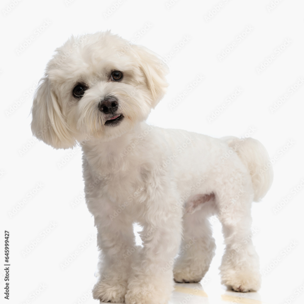 curious little bichon dog looking away and questioning while standing curious little bichon dog looking away and questioning while standing
