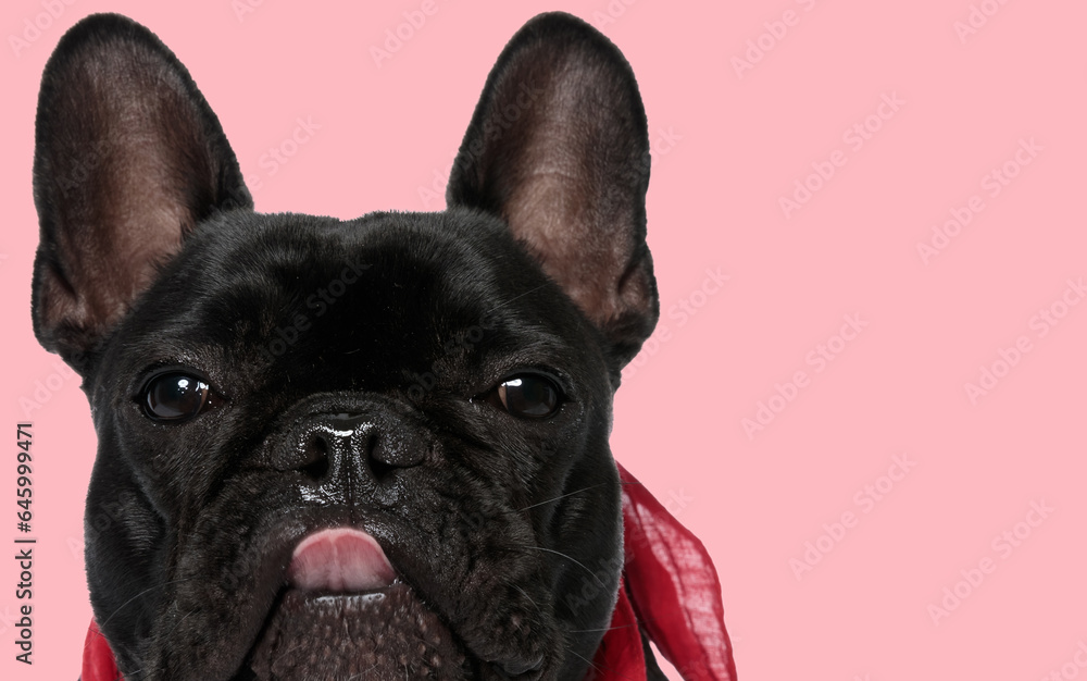 french bulldog dog sticking out tongue at the camera