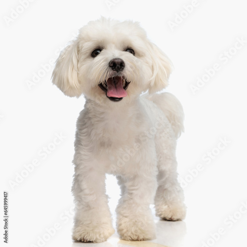 Fotografija happy small bichon puppy sticking out tongue and panting while walking