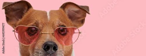 Fototapeta Naklejka Na Ścianę i Meble -  jack russell terrier dog wearing heart shaped sunglasses