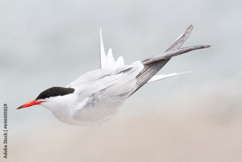 Common tern resting on its migratory route. Common tern resting on its migratory route.