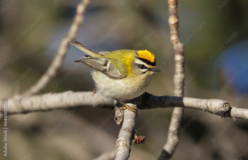 Portrait of a common firecrest on alert. Portrait of a common firecrest on alert.