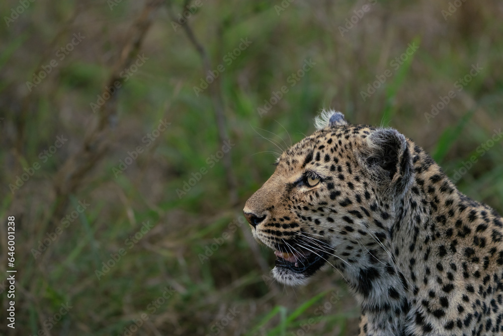 A closeup of female African leopard's head while the cat is looking into the distance, Greater Kruger A closeup of female African leopard's head while the cat is looking into the distance, Greater Kruger