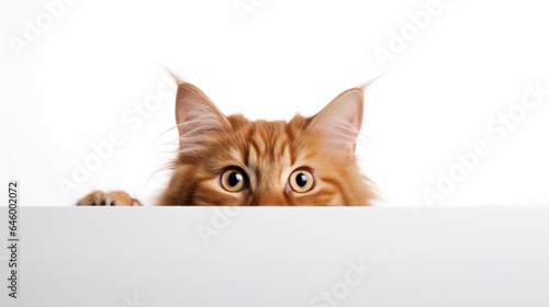 Red cat peeking out from behind a white table with copy space, isolated on white background