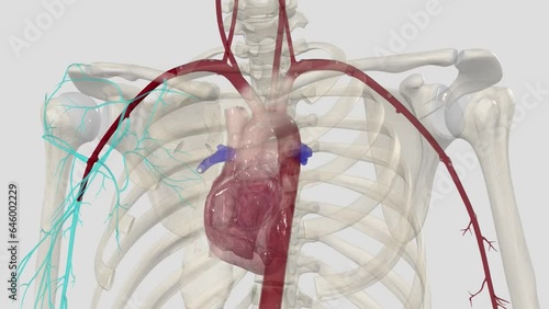 The axillary artery is a large muscular vessel that travels through the axilla photo