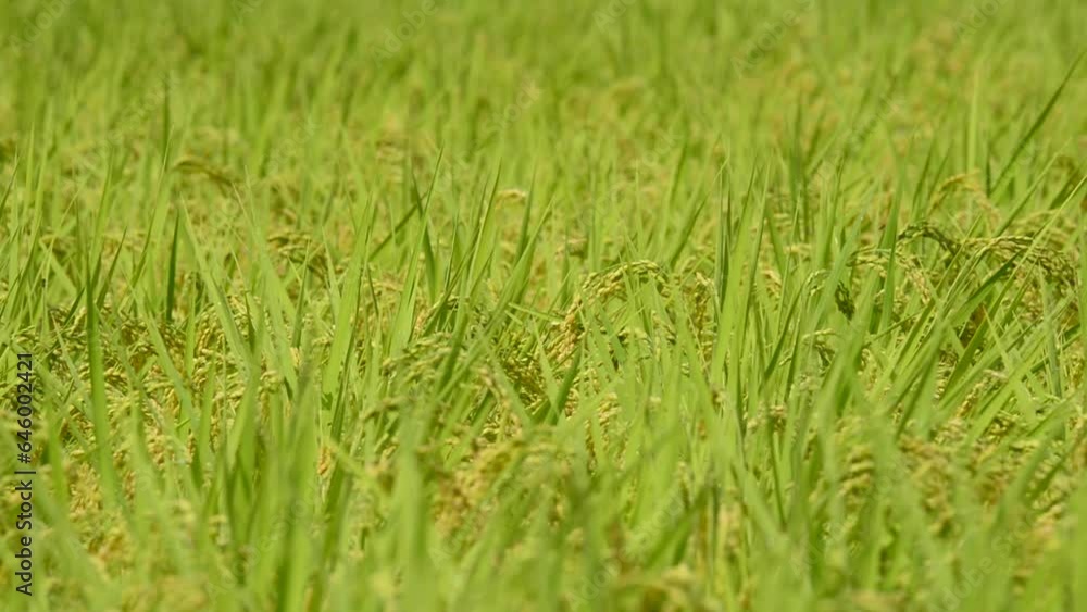 実った稲穂の上を飛び交う赤とんぼ 実った稲穂の上を飛び交う赤とんぼ