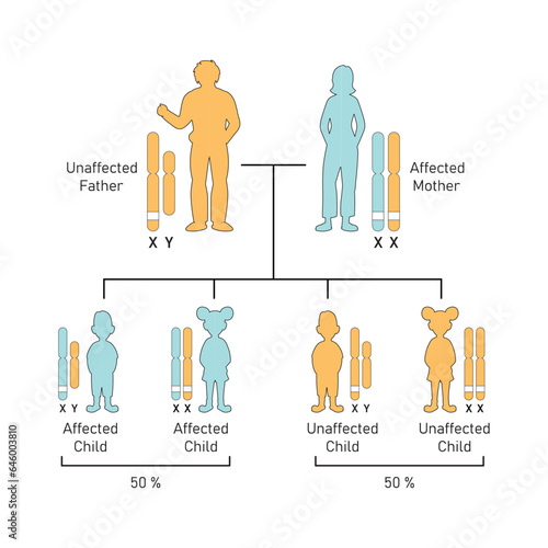 X-Linked Dominant Inheritance Concept Design. Vector illustration.