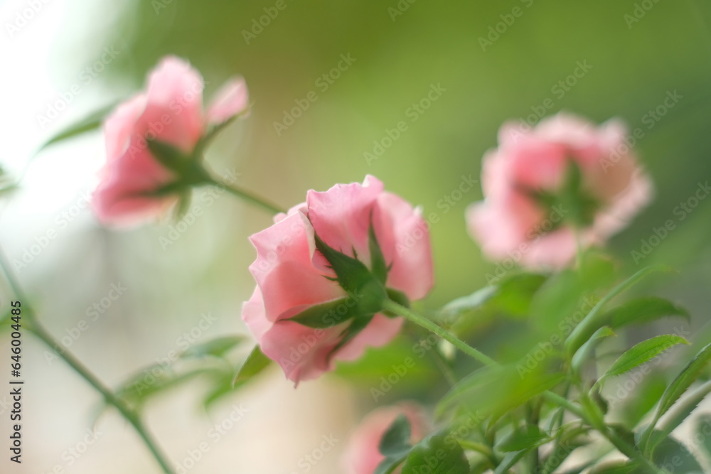 pink rose in the garden pink rose in the garden
