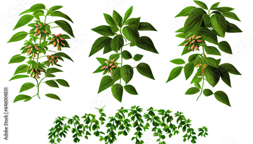 Pyrostegia Venusta creeper plants 3d render, transparent background, png cutout photo