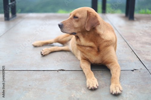 portrait of a dog