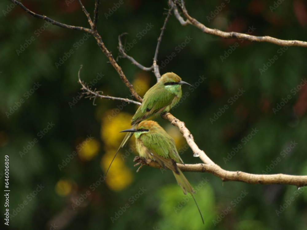 Pair of Asian Green Bee eater Bird Pair of Asian Green Bee eater Bird