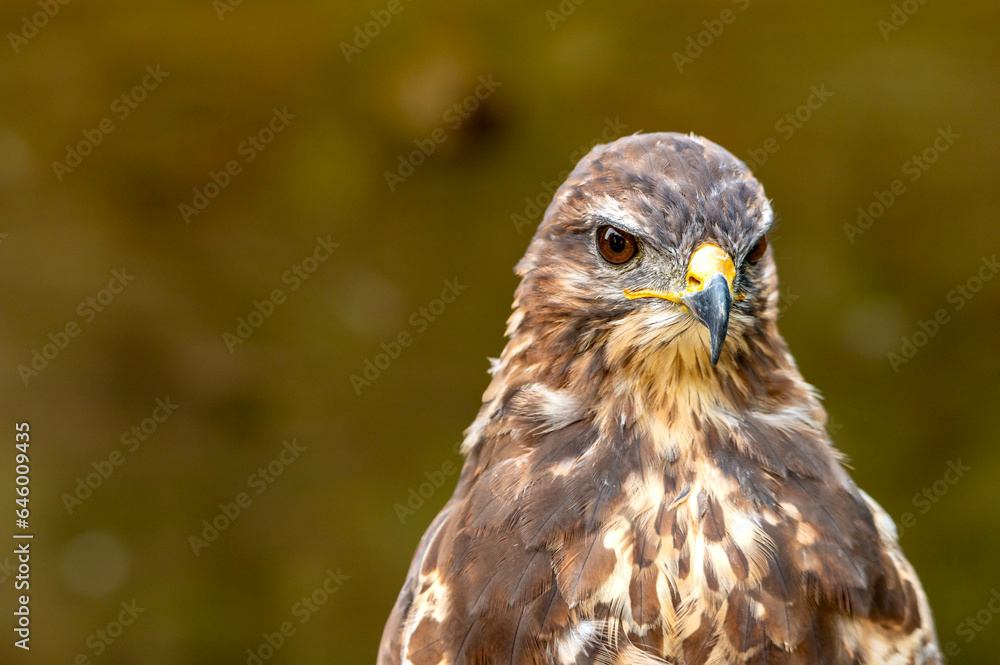Portrait of a brown bird of prey Portrait of a brown bird of prey