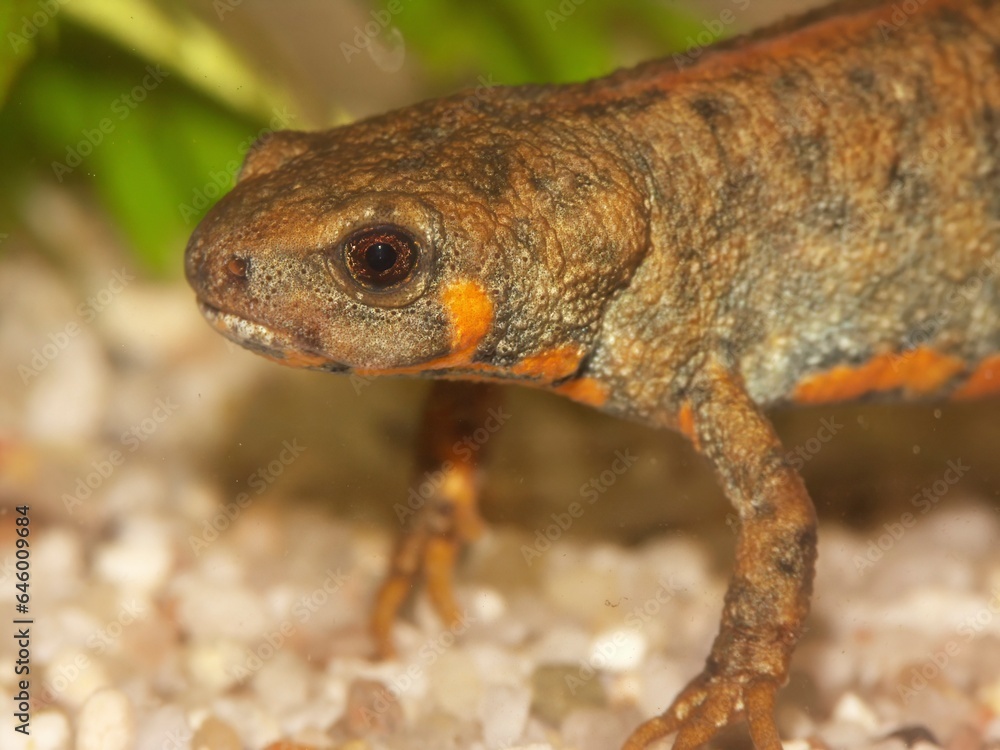 Obraz premium Closeup on a female of the endangered Chuxiong fire-bellied, Cynops cyanurus, in an aquarium