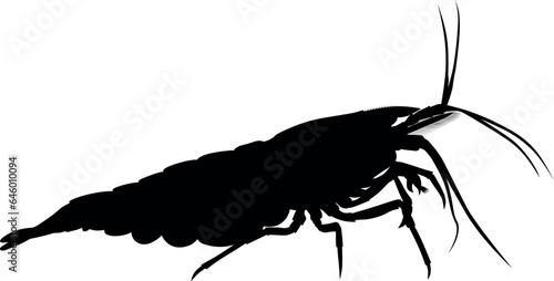 aquarium neocaridina freshwater shrimp 
