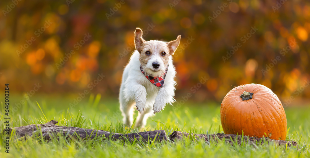 Funny happy pet dog jumping, running next to a pumpkin in autumn. Thanksgiving day or fall banner. - obrazy, fototapety, plakaty 