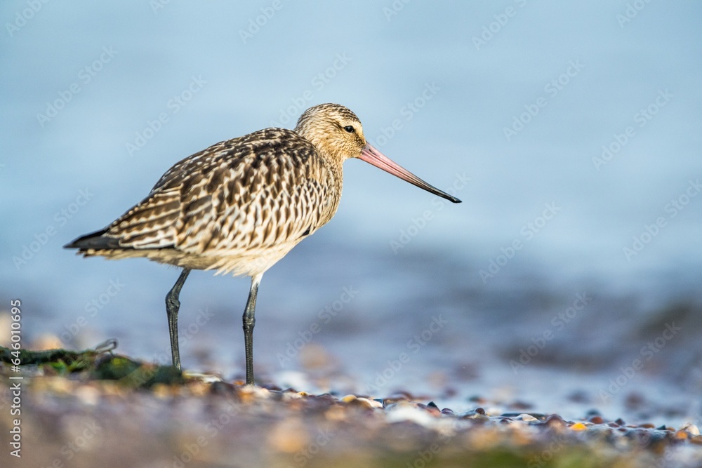 Black-tailed Godwit, Limosa limosa, birds feeding on the beach at low tide, Dawlish Warren, Devon, England Black-tailed Godwit, Limosa limosa, birds feeding on the beach at low tide, Dawlish Warren, Devon, England