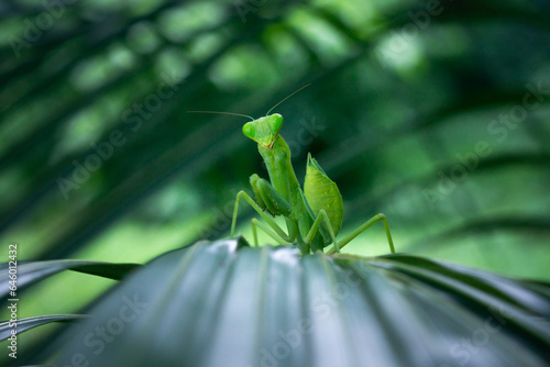 praying mantis on a leaf