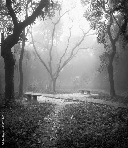 Mystery winter morning. 