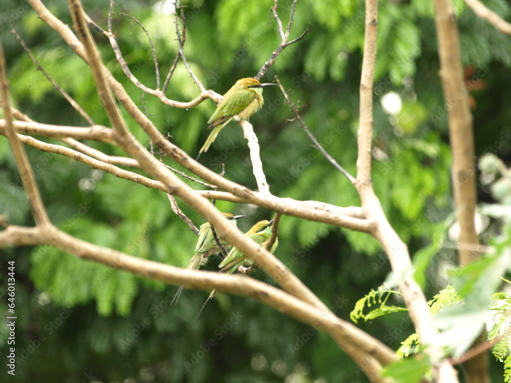 Three Asian Green Bee eater Bird Three Asian Green Bee eater Bird