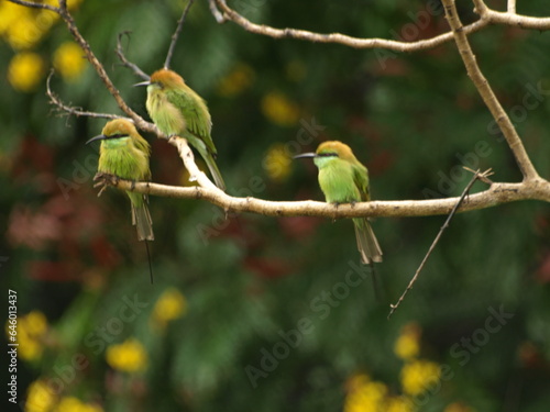 Three Asian Green Bee eater Bird 