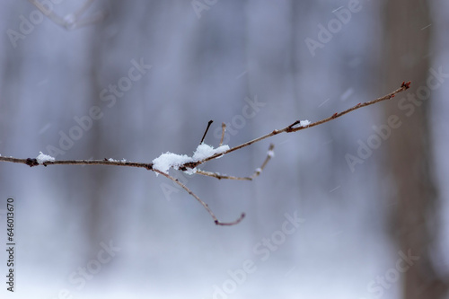 小枝に積もった雪