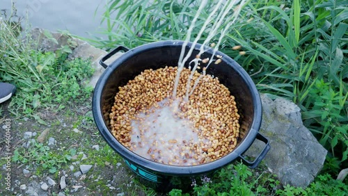 mais tigernuts fishfeed feeding