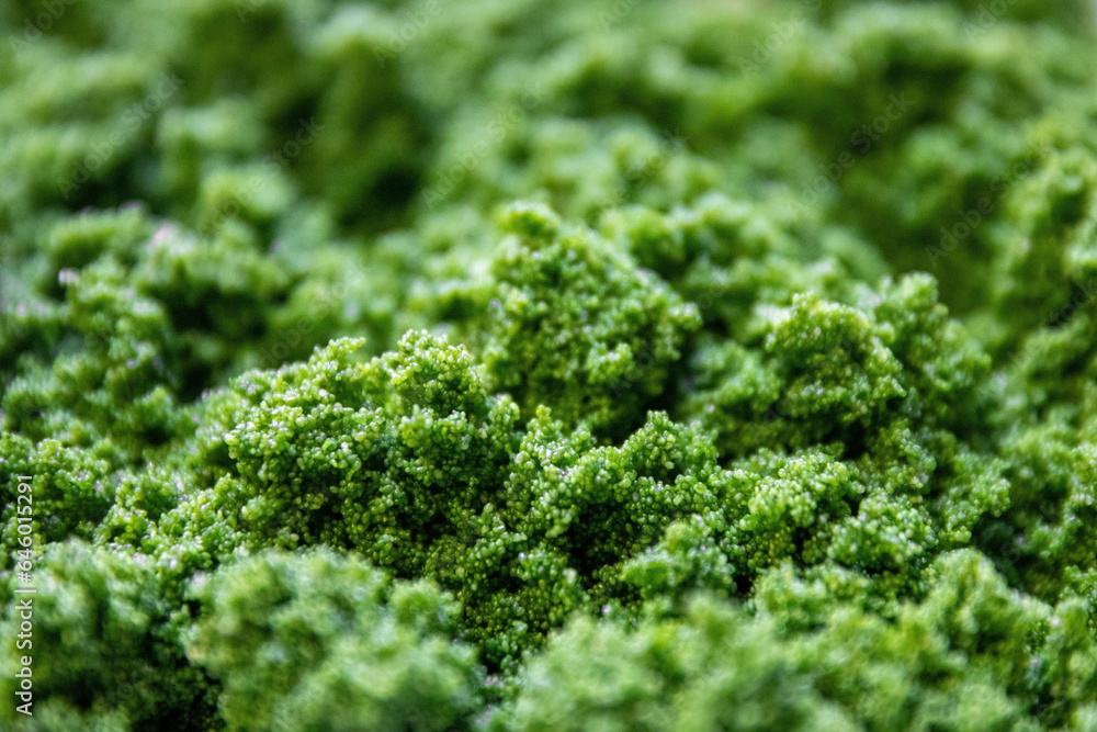 Wolffia globosa is the nutrient-rich plant-based source of protein and omega3 and vital minerals like zinc, calcium, iron, B12 and so much more. Wolffia globosa is the nutrient-rich plant-based source of protein and omega3 and vital minerals like zinc, calcium, iron, B12 and so much more.