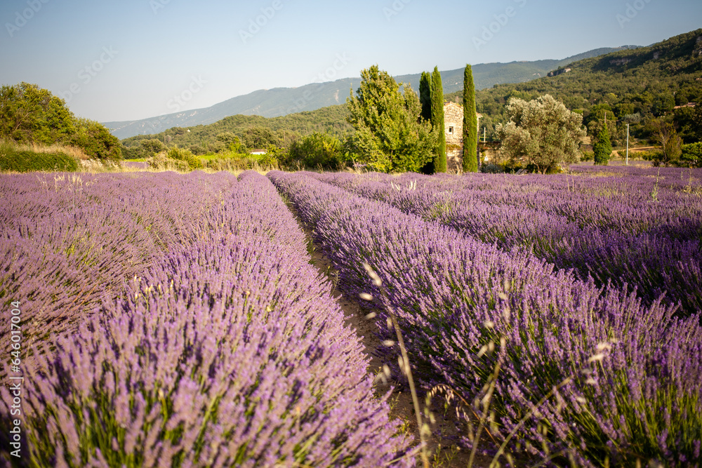 Naklejka premium View at a small provencal cabane from a blooming lavender field at golden hour