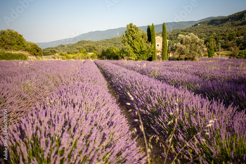 View at a small provencal cabane from a blooming lavender field at golden hour