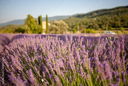 View at a small provencal cabane from a blooming lavender field at golden hour
