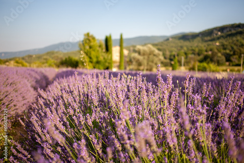 View at a small provencal cabane from a blooming lavender field at golden hour