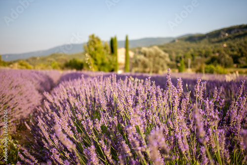 View at a small provencal cabane from a blooming lavender field at golden hour