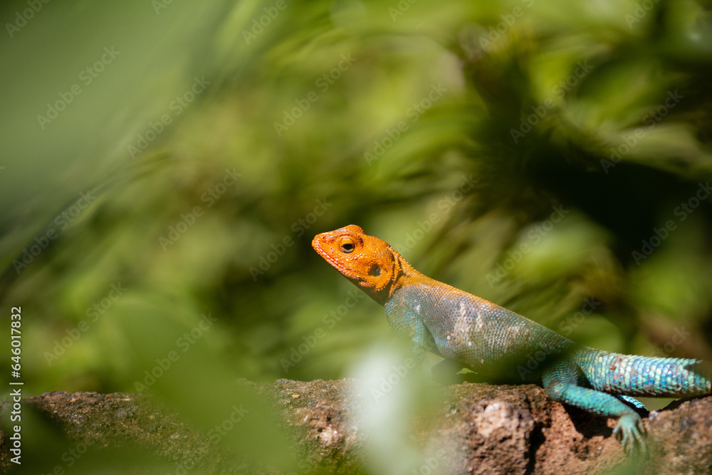 lizard on the rock lizard on the rock