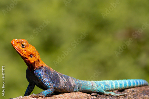 lizard on a rock Rainbow lizard is a common name for the common agama (Agama agama). This lizard goes by a few different common names, like the rainbow agama and the red-headed rock agama. 