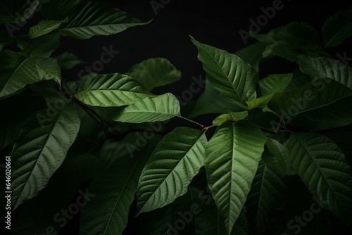 Green leaf background featuring kratom tree and dark plant leaves. Medicinal plants - Mitragyna Speciosa. Generative AI