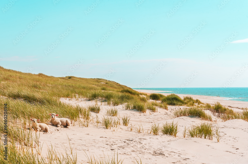 Beach scenery on a sunny day on Sylt island, Germany