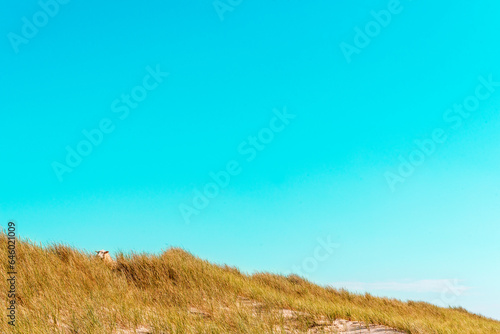 Nature scenery on Sylt island with the marram grass dunes and the blue sky