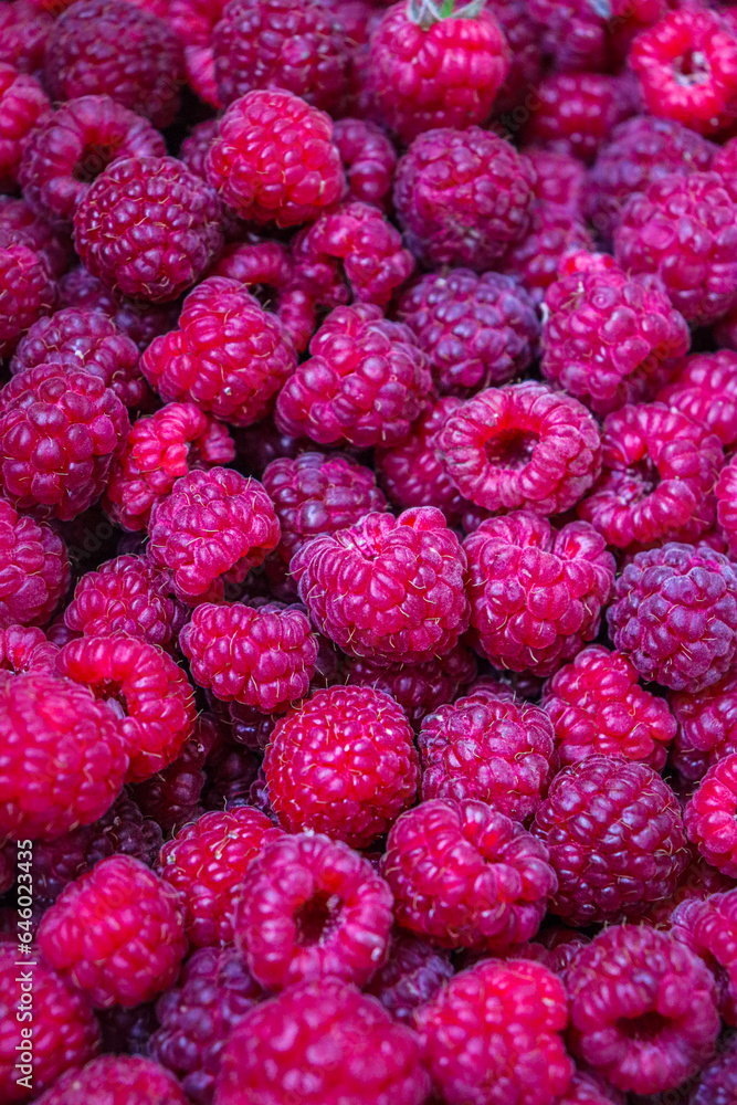 Lots of raspberries. Raspberry texture. Raspberry harvest. Vacation in summer. Lots of raspberries. Raspberry texture. Raspberry harvest. Vacation in summer.