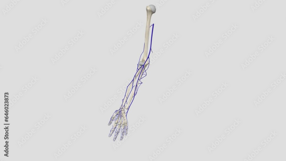The basilic vein is a large superficial vein of the upper limb that helps drain parts of the
