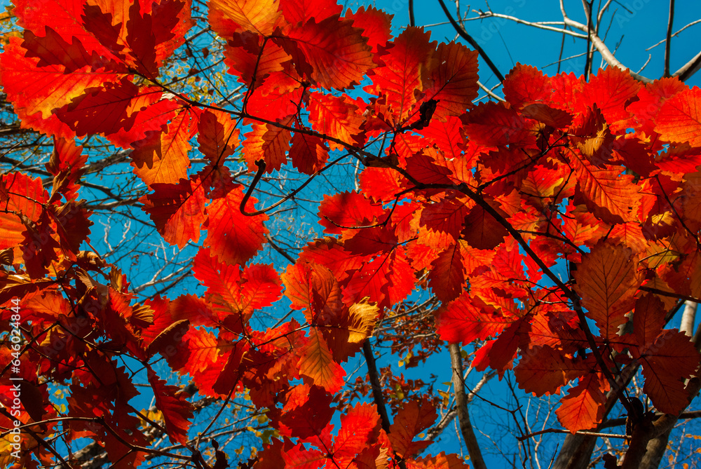 Autumn leaf. Autumn background. October. Autumn leaf. Autumn background. October.
