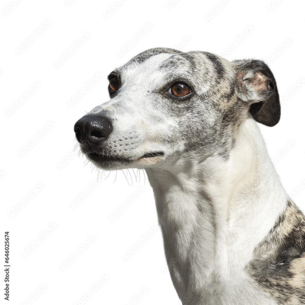 Dog Whippet - a portrait of an English greyhound on a white background Dog Whippet - a portrait of an English greyhound on a white background