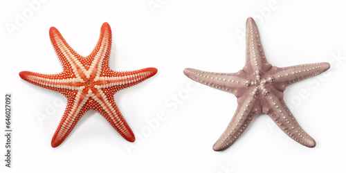 An isolated starfish on a clean white background, reminiscent of the sea