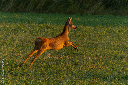 deer in the field © Steepan_