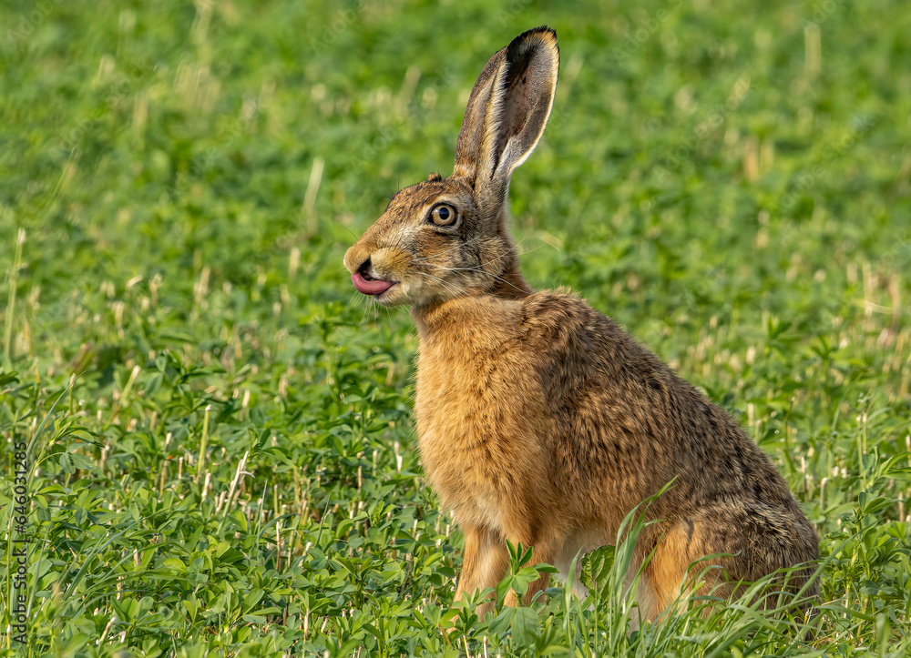 Fototapeta premium rabbit in the grass