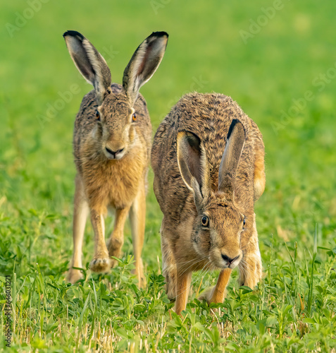 rabbit in the grass © Steepan_