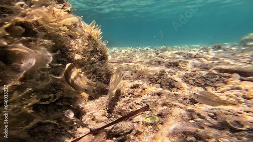 Three Symphodus ocellatus fish swim in the sea photo